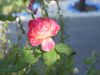DSC_0127.jpg