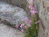 DSC_0105.jpg